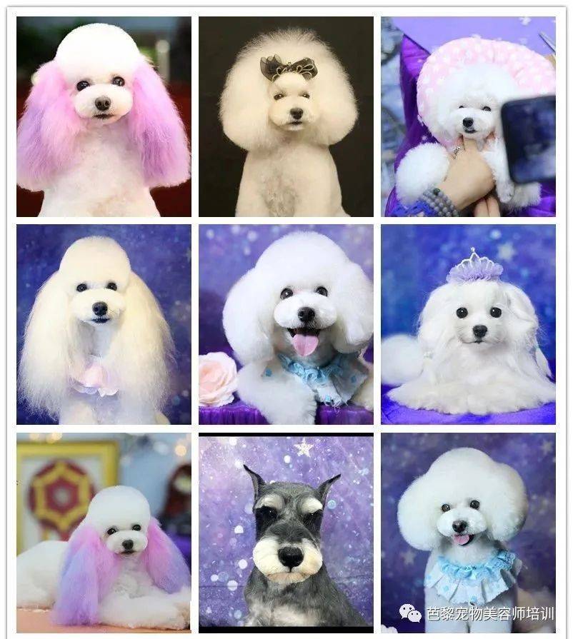 2025學寵物美容師實力榜：東北寵物美容師培訓/寵物美容培訓深挖資質經驗服務核心邏輯！