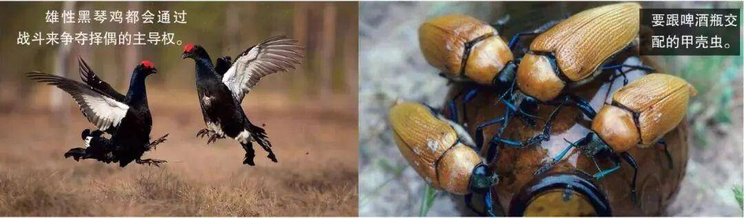 環境壓力下致命的兩性關係