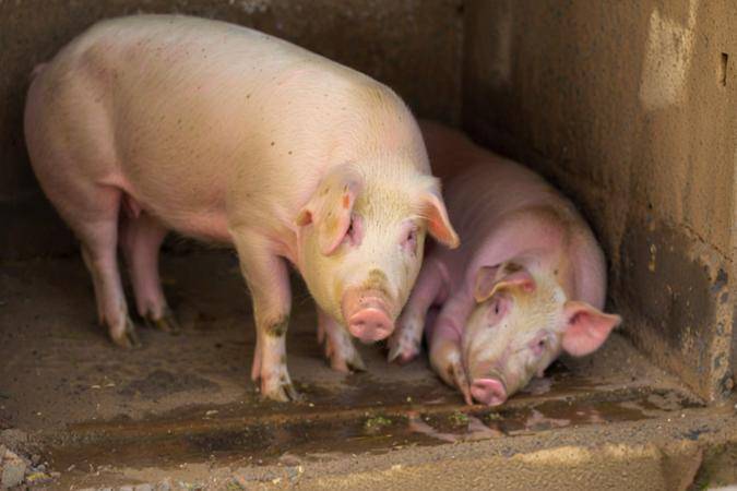 大白豬飼料自已怎麼配，育肥豬飼料參考配方