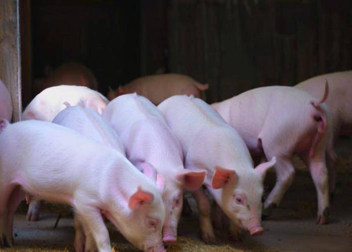 大白豬飼料自已怎麼配，育肥豬飼料參考配方