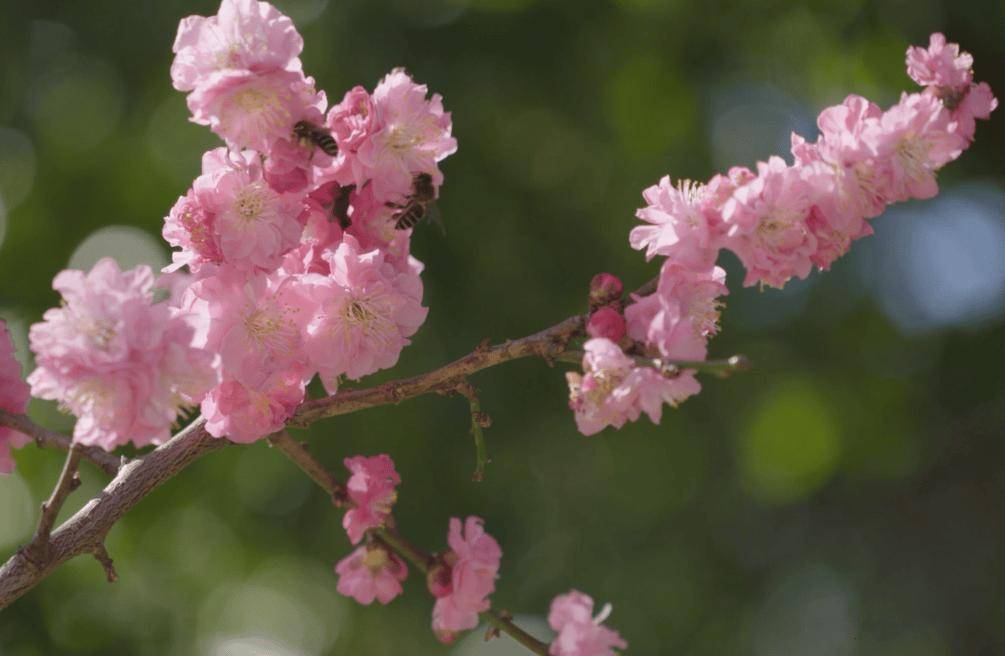 必須收藏！絕美！絕美！誰能拒絕這波中式美學？昆明超詳細賞梅攻略來了，包出片！