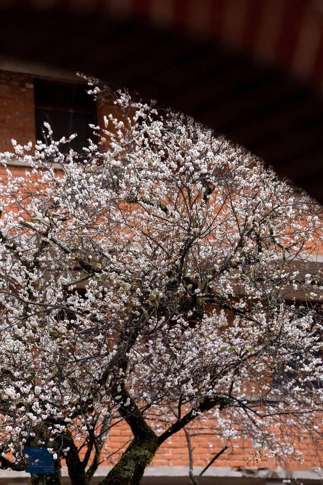 必須收藏！絕美！絕美！誰能拒絕這波中式美學？昆明超詳細賞梅攻略來了，包出片！