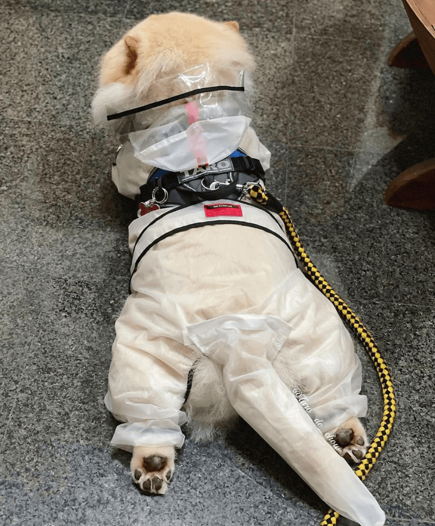 狗子怕冷故意把窗簾蓋在身上，狗：這暗示夠明顯了吧？