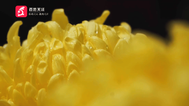 粵桂黔過大年丨“搵食”小分隊喝茶、看戲、吃美食，過年一起尋味順德