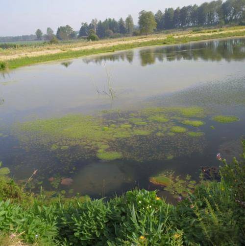 蝦塘的青苔怎麼快速清除