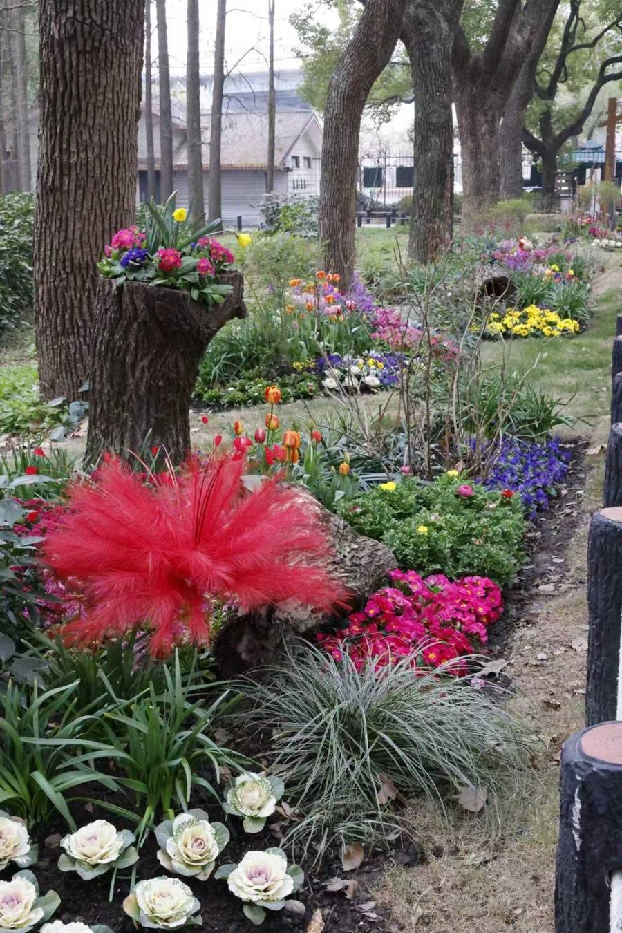 上海共青森林公園新春水仙展開幕，市民水仙雕刻大賽同步啟動