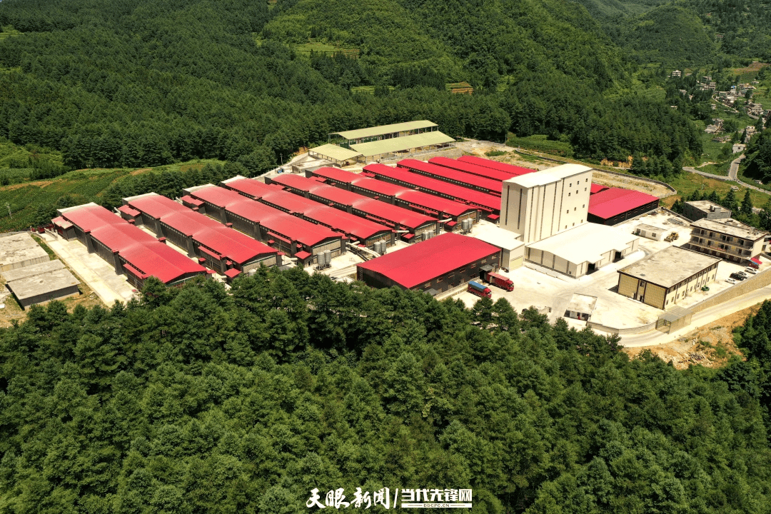 【新春走基層】從快遞站看“烏蒙土貨”俏銷大灣區