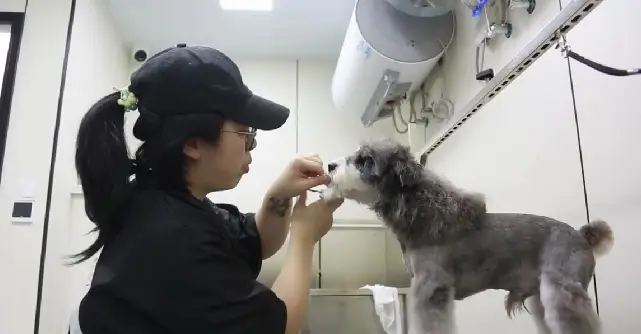 洗剪吹迎新年，寵物美容師成最忙“手藝人”