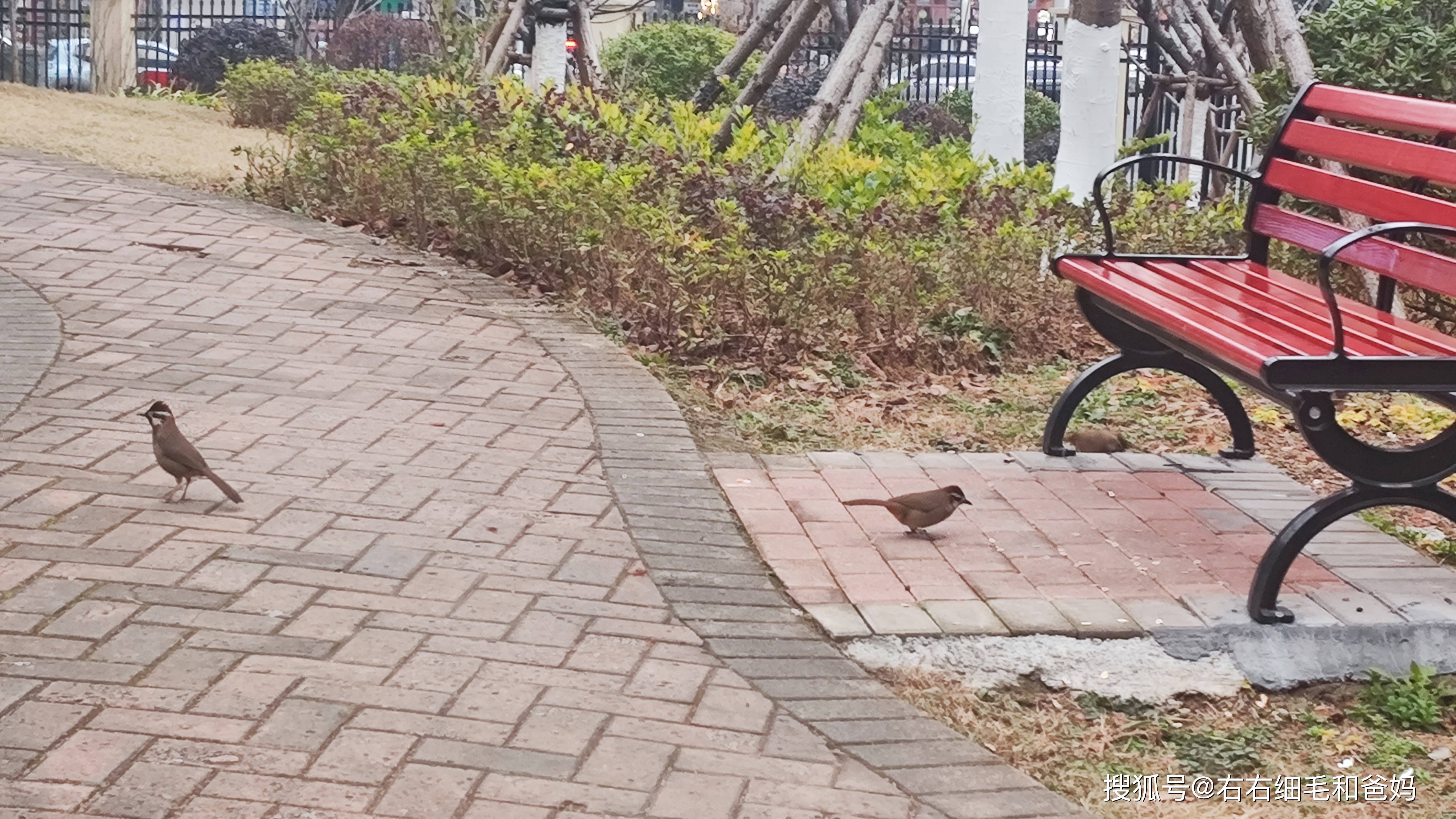 原創跑錯方向的“搶跑”教育：公園裡、公車上，被“逼”學習的5歲娃