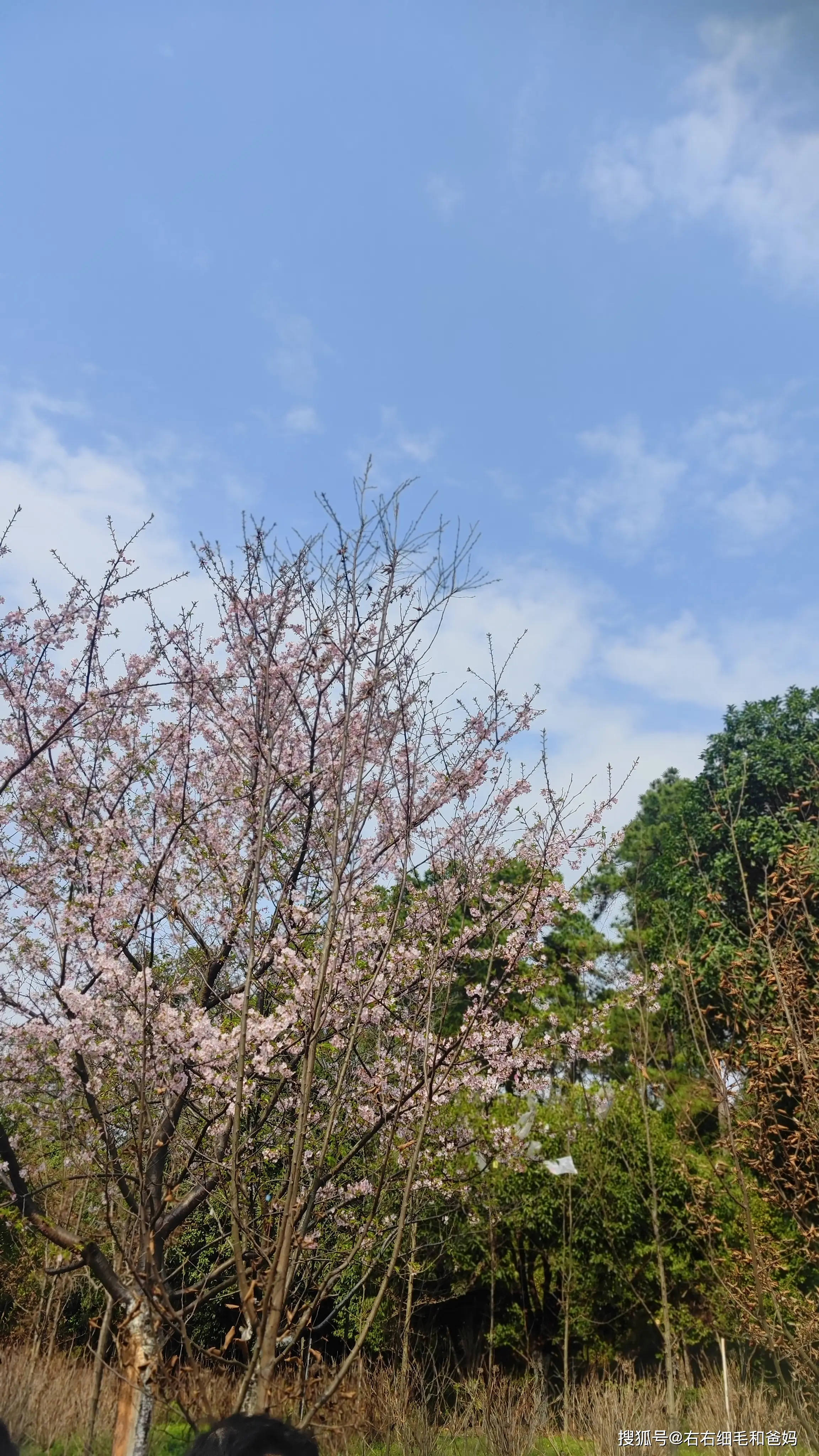 原創跑錯方向的“搶跑”教育：公園裡、公車上，被“逼”學習的5歲娃