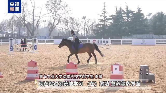 別人家的大學！青島這所高校開設“騎馬養馬”專業，央視關注