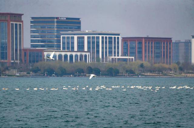 春節剛過，“小天鵝旅遊團”翩躚降臨北龍湖