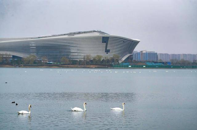 春節剛過，“小天鵝旅遊團”翩躚降臨北龍湖