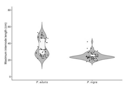 原創《鬼滅之刃》隱藏BUG？日本大學論文證實彌豆子竹子“不科學”