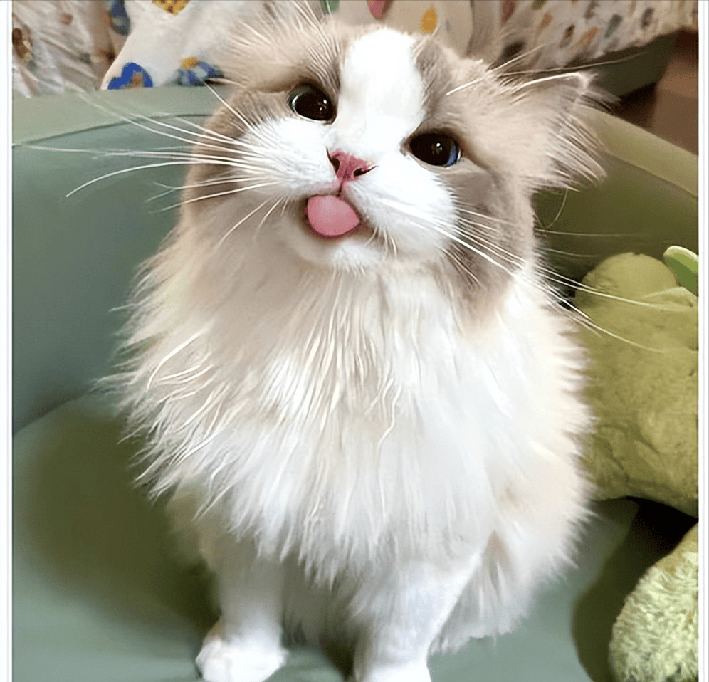 貓咪太瘦不長肉？這幾款增肥發腮的優質貓糧，快收藏！