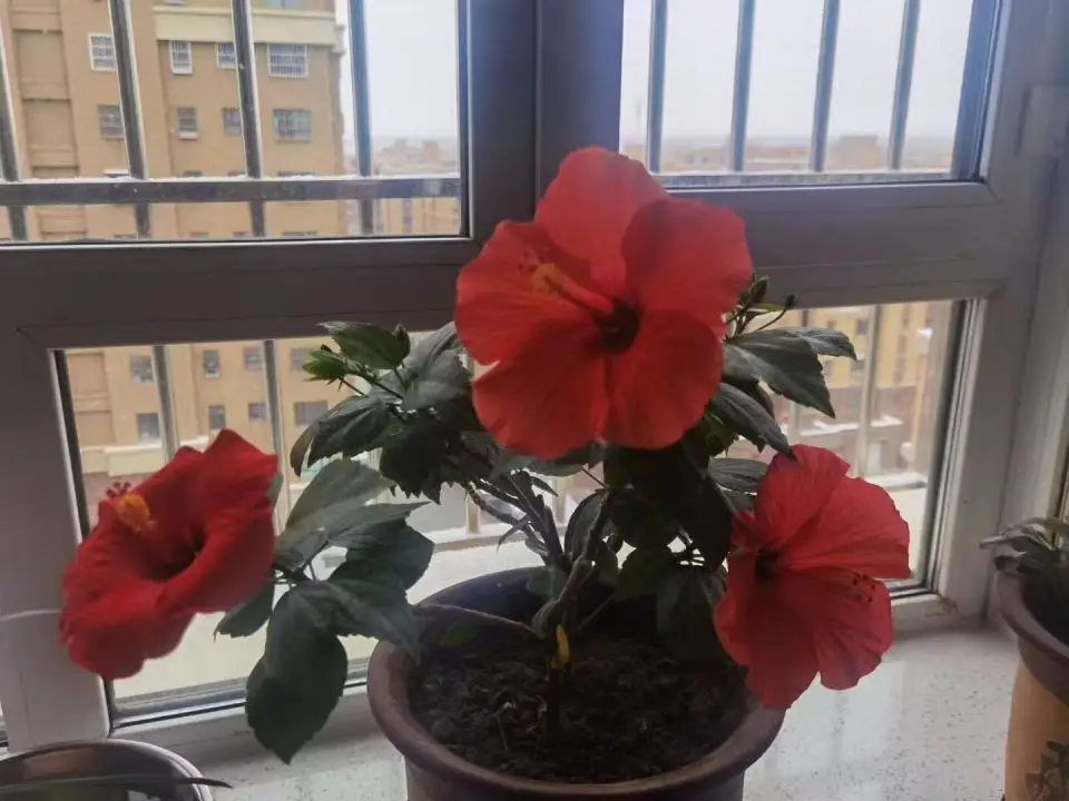 原創詩歌：紅紅火火過大年