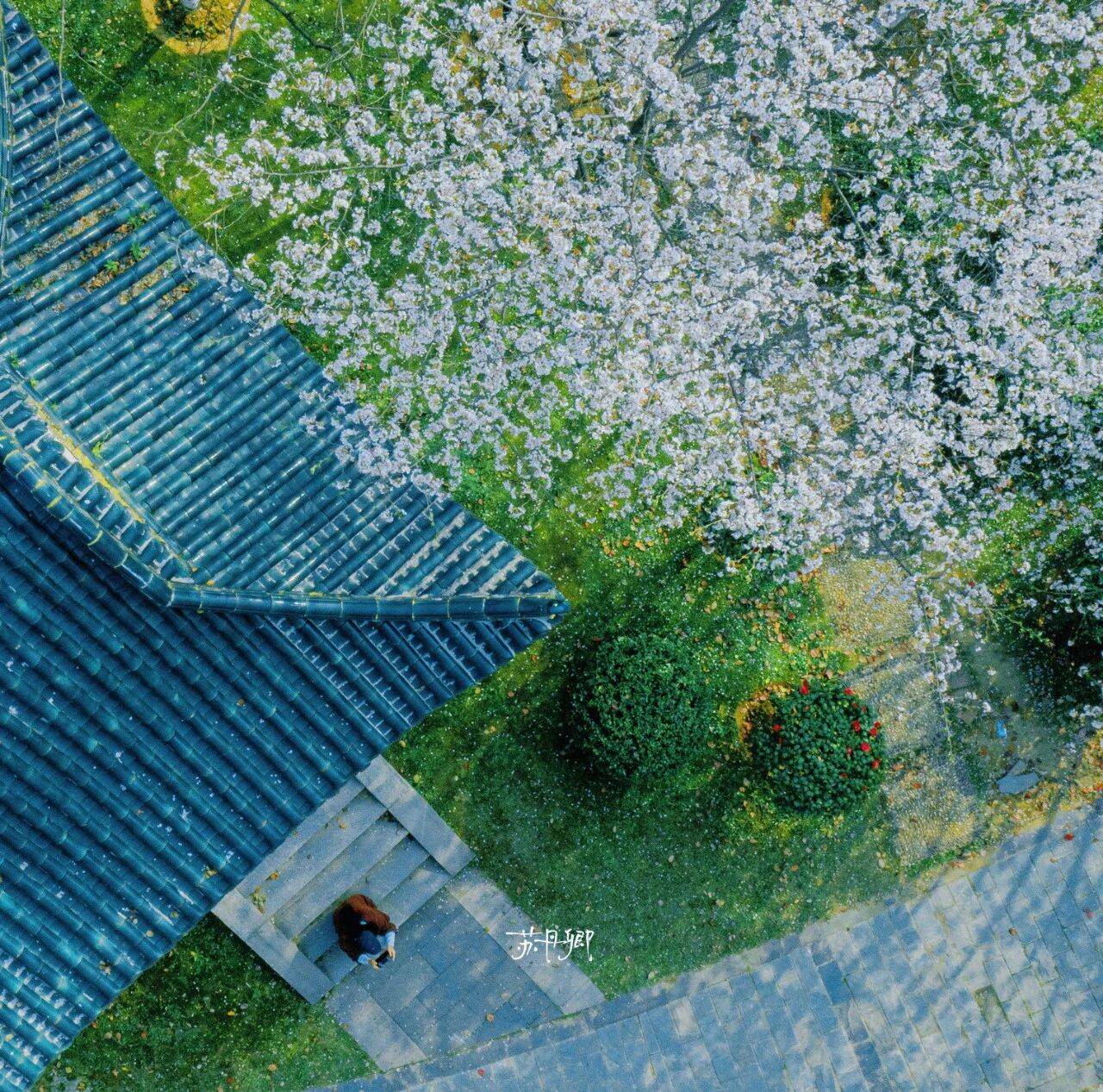 原創武漢賞櫻攻略請收藏！除了武大和東湖，還有這些免費打卡地哦