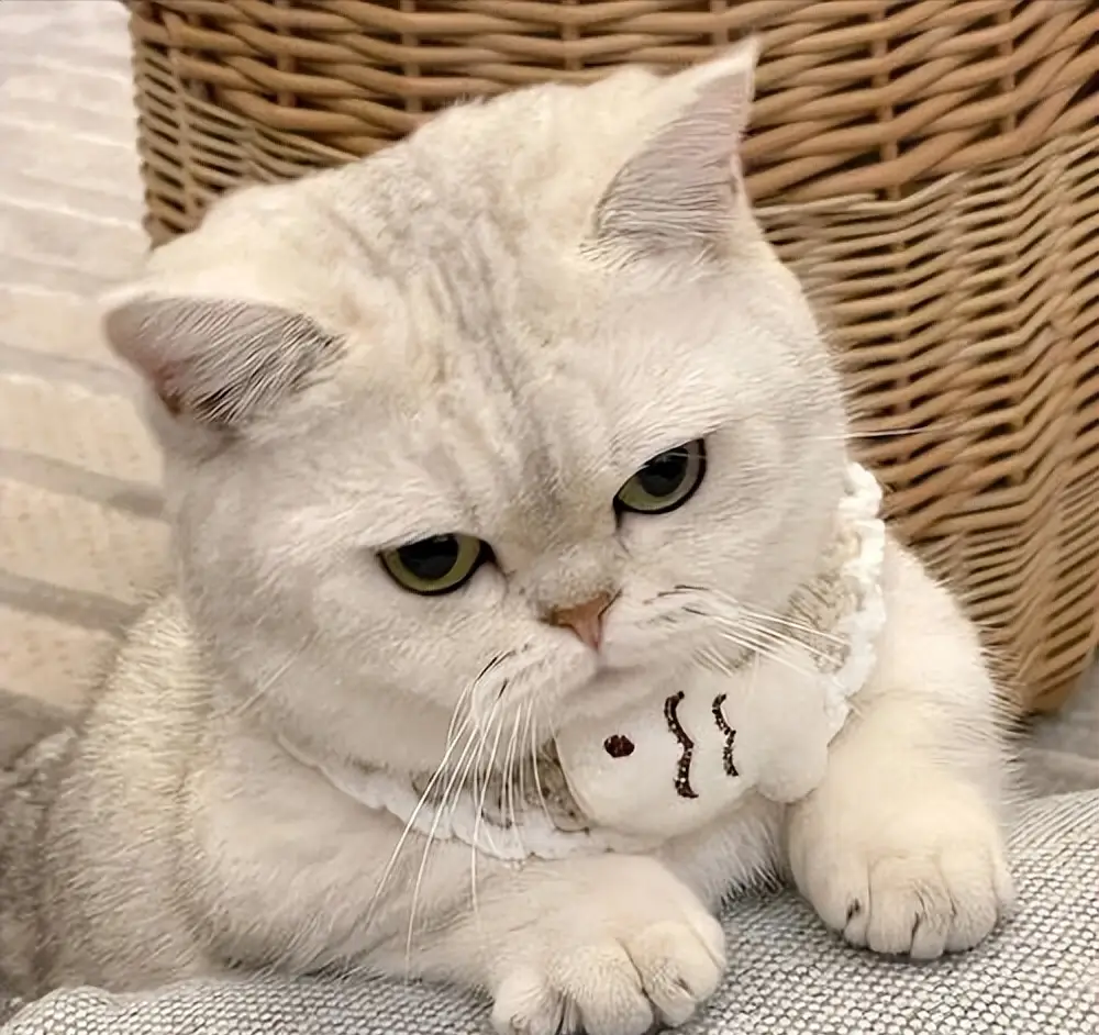 貓咪毛髮褪色、掉毛多？吃什麼好？這些美毛貓糧快收藏！