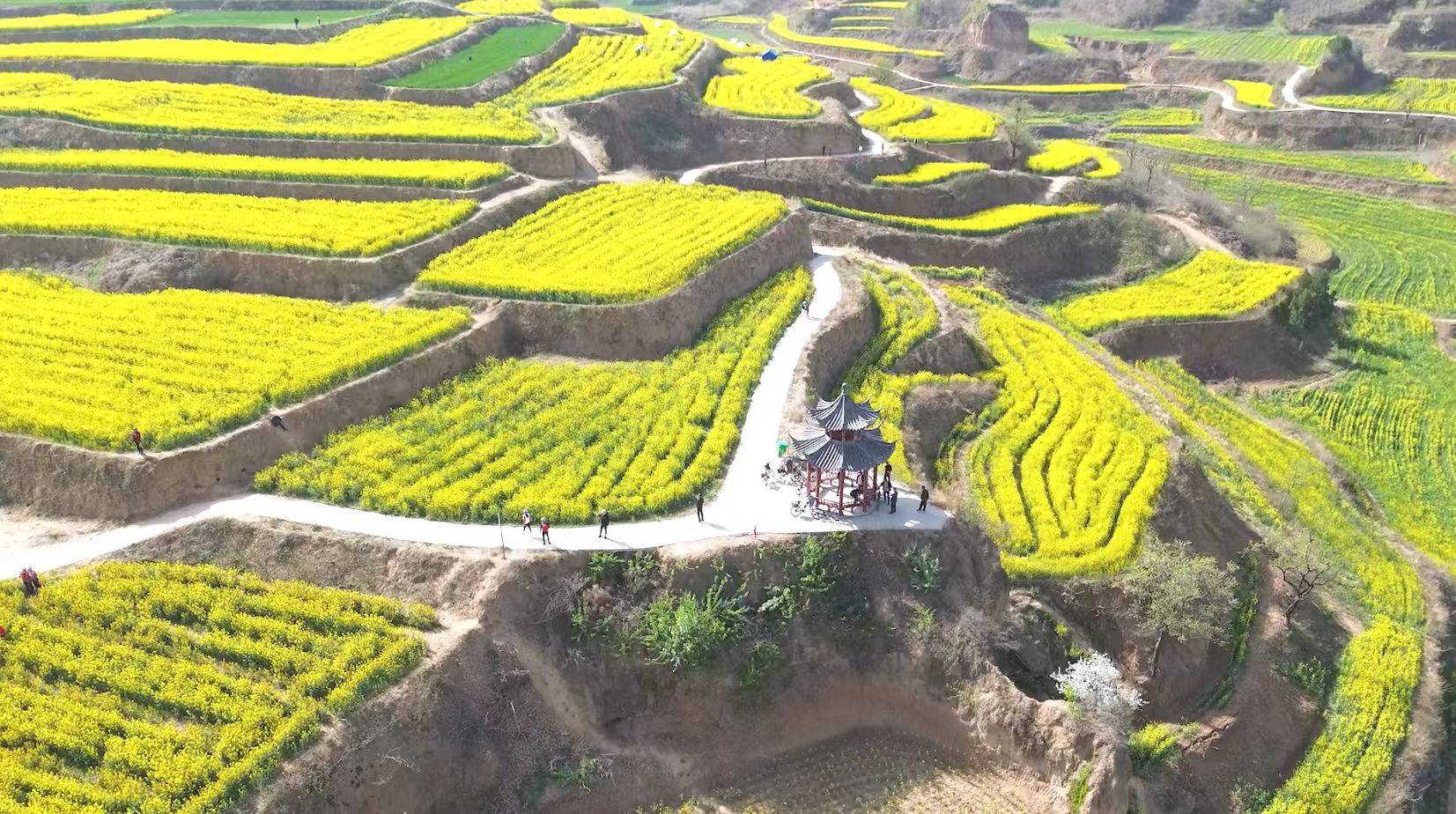 收藏這份鄭州賞花攻略，把整個春天裝進眼裡