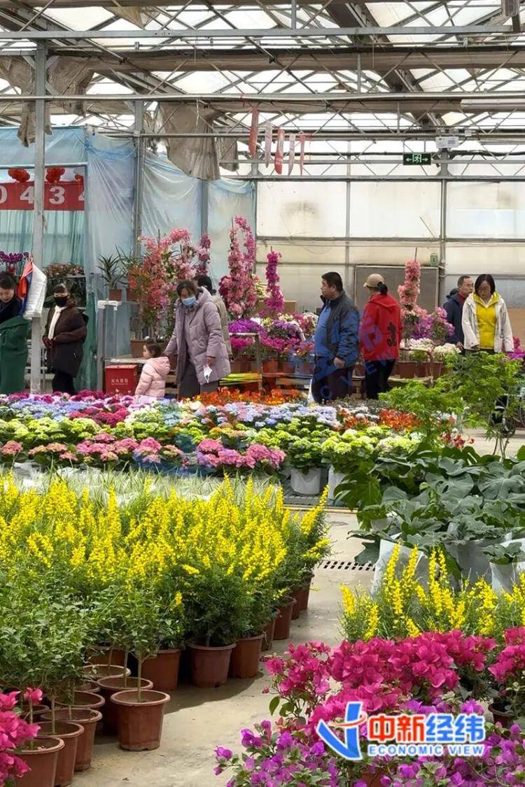 從幾元小盆栽到萬元收藏級，誰在為“美麗”掏腰包？