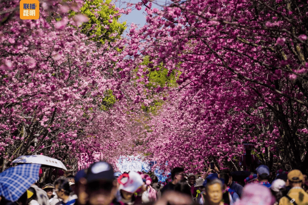 三八節限定！櫻花樹下，詩歌與鮮花皆為她