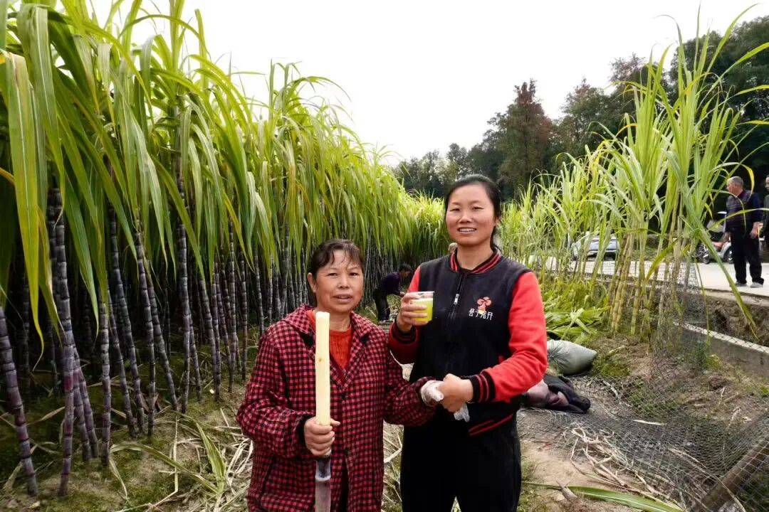 湖南巷子花開農業科技有限公司招聘公告