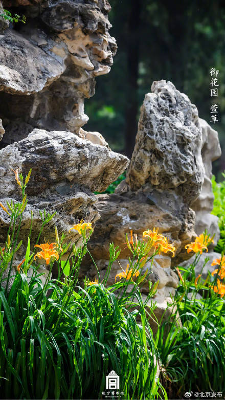 收藏瞭解！故宮裡的小眾花木也值得一看