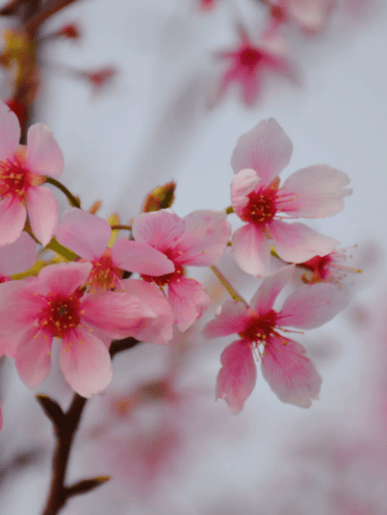 收藏！泉州春日賞花去哪裡？花期+地址全攻略