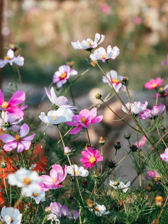 收藏！泉州春日賞花去哪裡？花期+地址全攻略