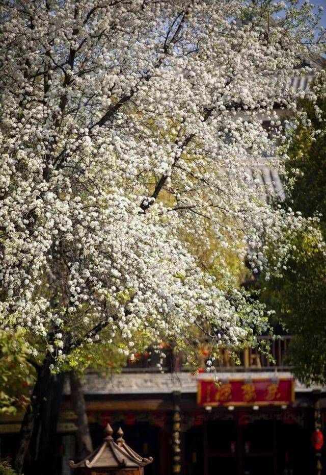 速收藏！棗莊臺兒莊古城春之花影與夜燈，錯過再等一年喲！