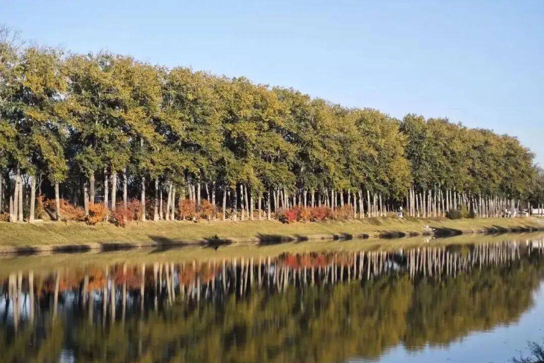 收藏！通州三條綠道上榜北京春花地圖！賞花時間、交通方式…