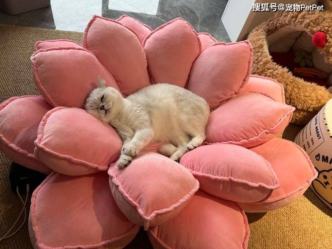 原創花重金買蓮花座貓窩，貓咪卻死活不肯上去：還不如快遞紙箱呢！