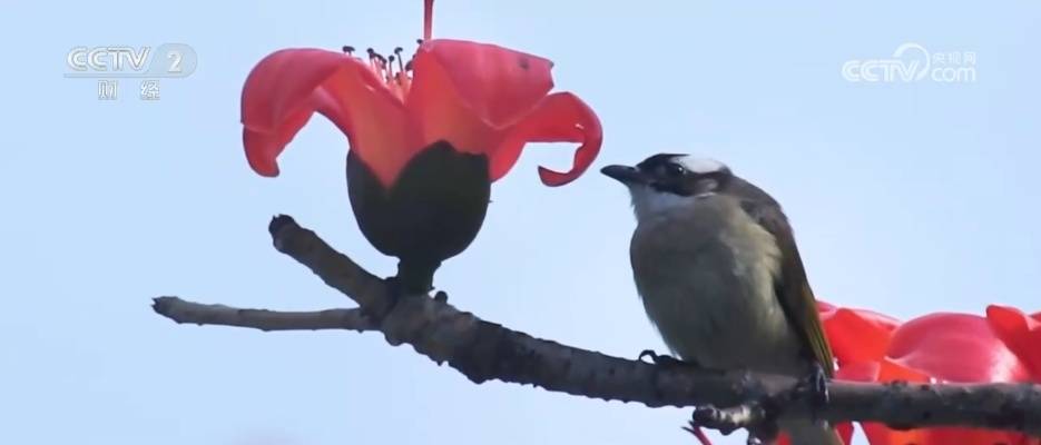 “美食+非遺”融入春日賞花之旅 各地搶抓“美麗經濟”流量紅利促消費