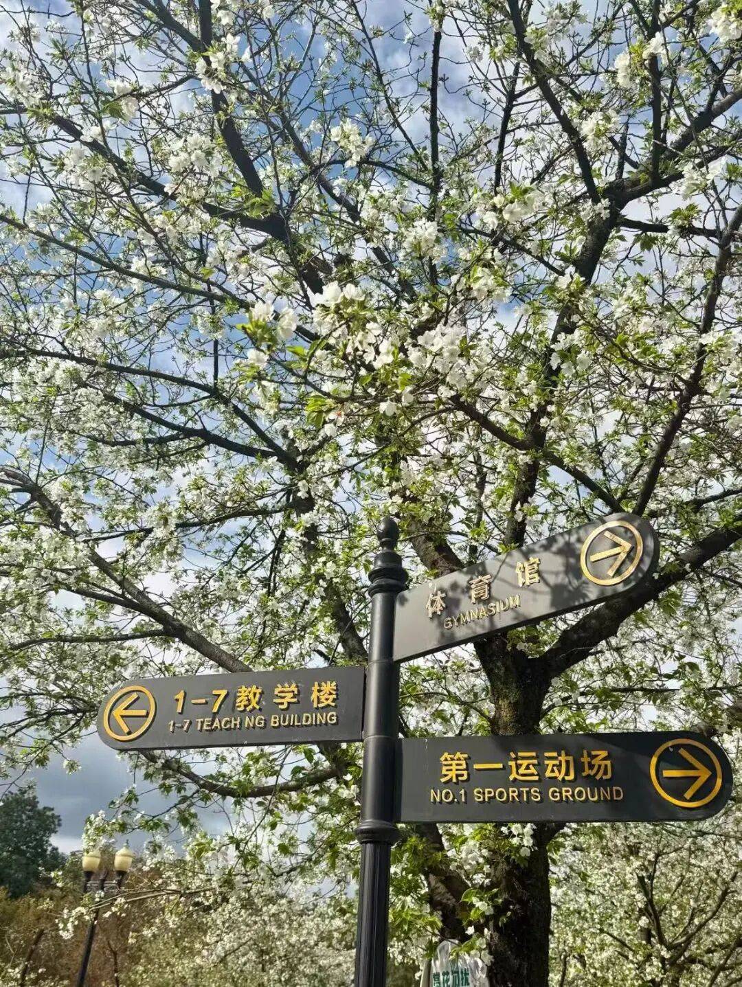 成都可以入校賞花的大學推薦！附預約入口