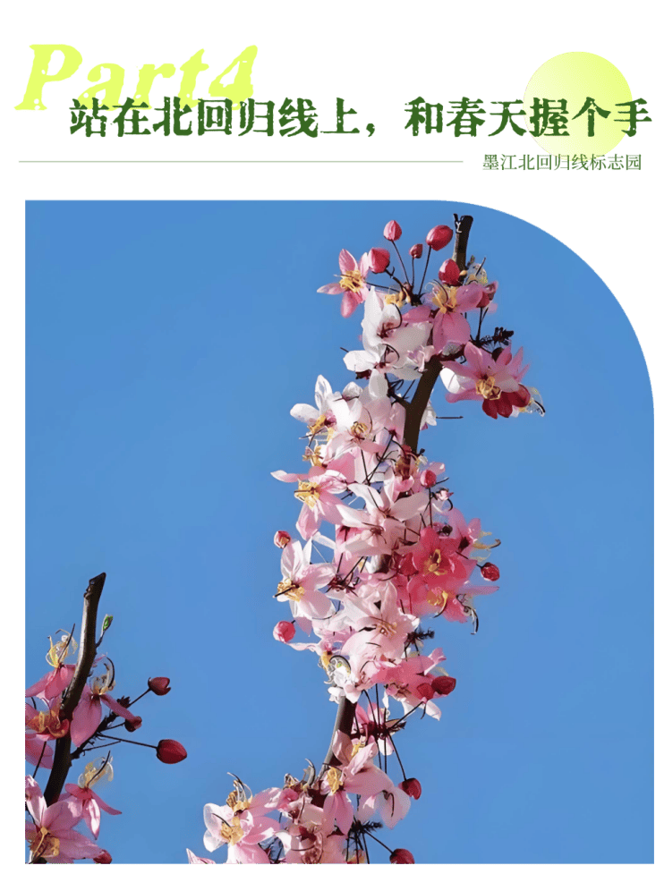 湄公河旅遊春日賞花地圖 | 把時光浪費在花事裡，剛剛好~