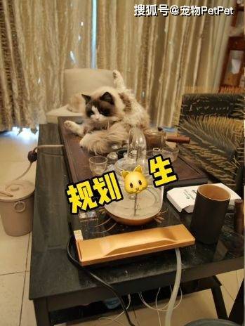 原創為防止貓咪拆家，將全屋裝修成不鏽鋼堡壘，開鎖師傅進門看傻眼