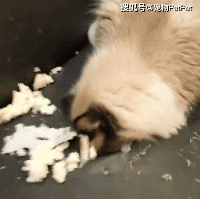 原創為防止貓咪拆家，將全屋裝修成不鏽鋼堡壘，開鎖師傅進門看傻眼