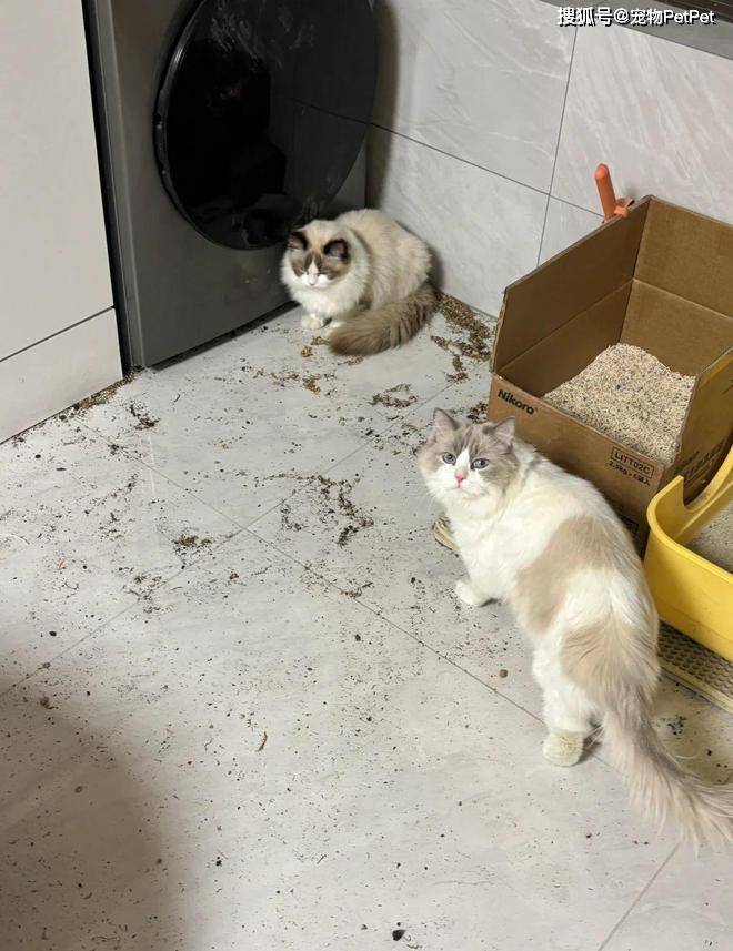 原創為防止貓咪拆家，將全屋裝修成不鏽鋼堡壘，開鎖師傅進門看傻眼