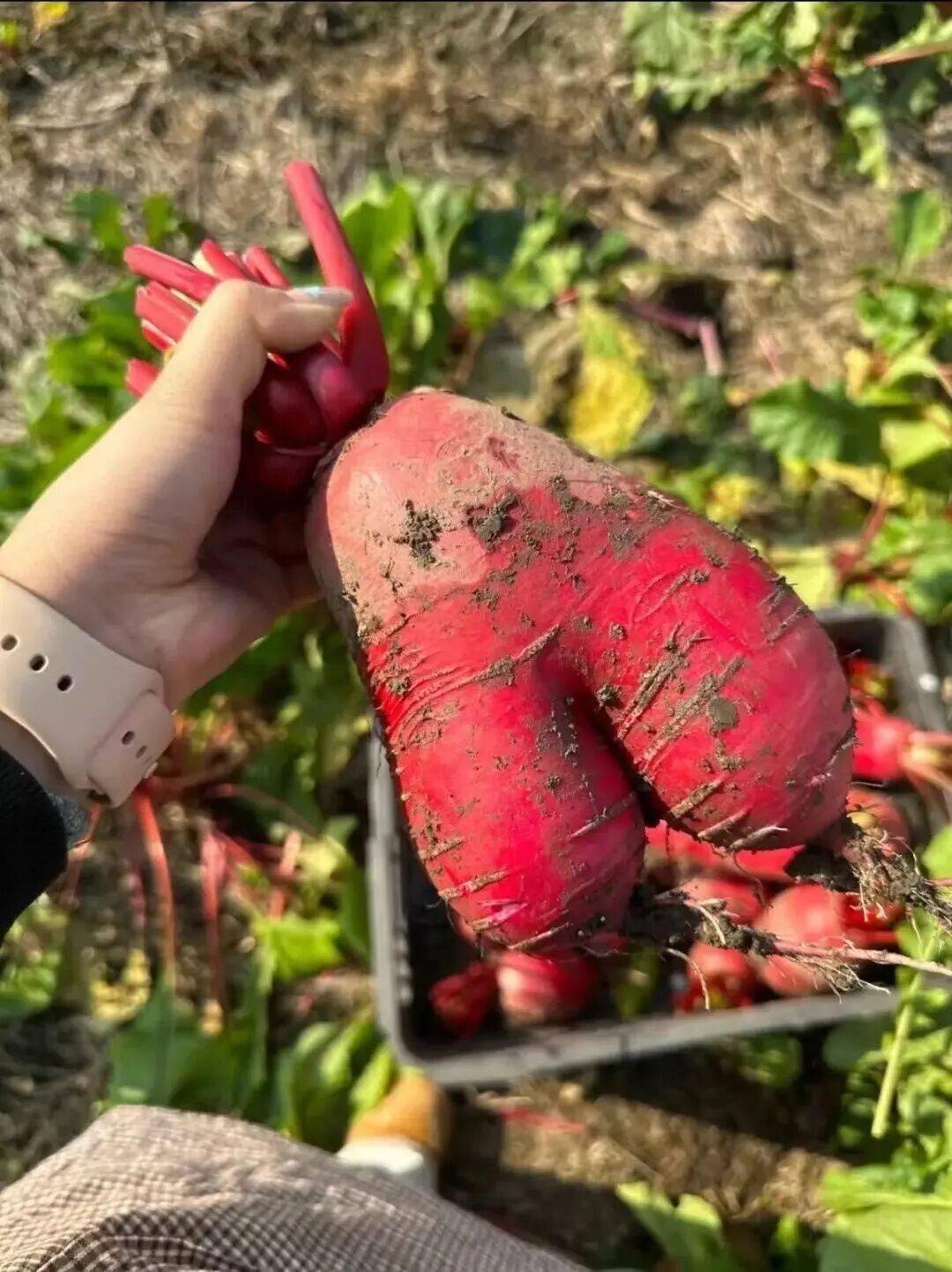 全中國最接地氣的大學生，被小看了