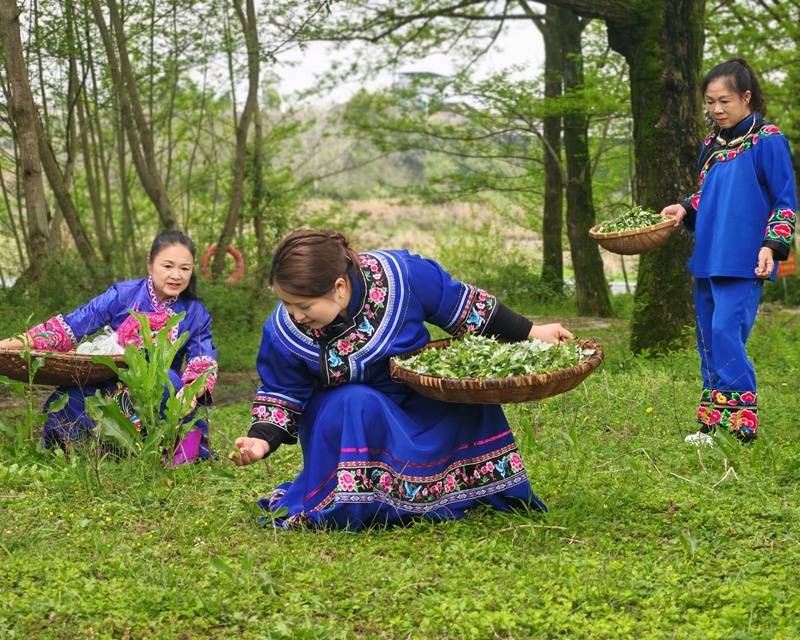 貴州松桃：清明時節 傳統美食清明粑受歡迎