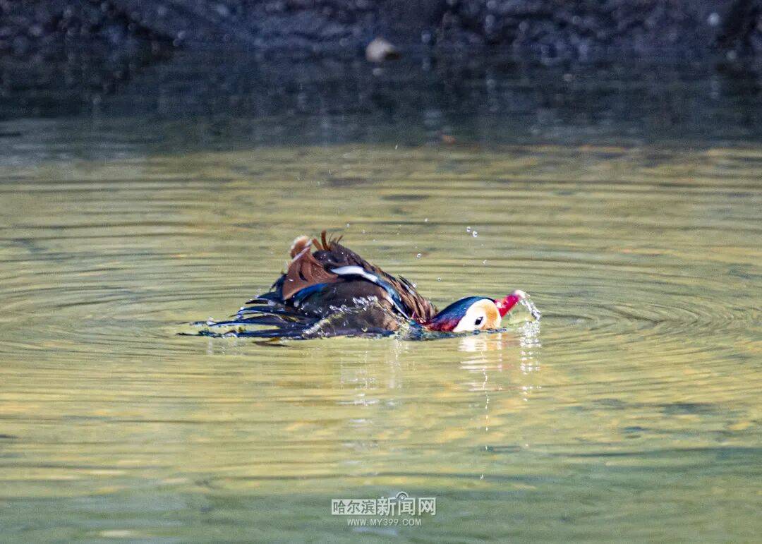 清明小長假跟著雙層巴士去“追春”｜踏青線路已做好，請收藏→