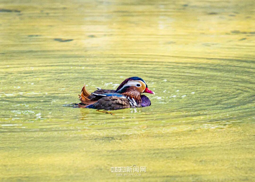 清明小長假跟著雙層巴士去“追春”｜踏青線路已做好，請收藏→