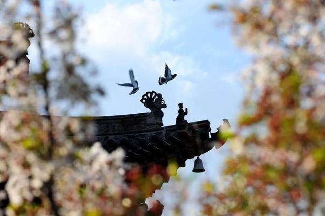 一磚一瓦遇春光，收藏這一幀幀“山河春韻圖”