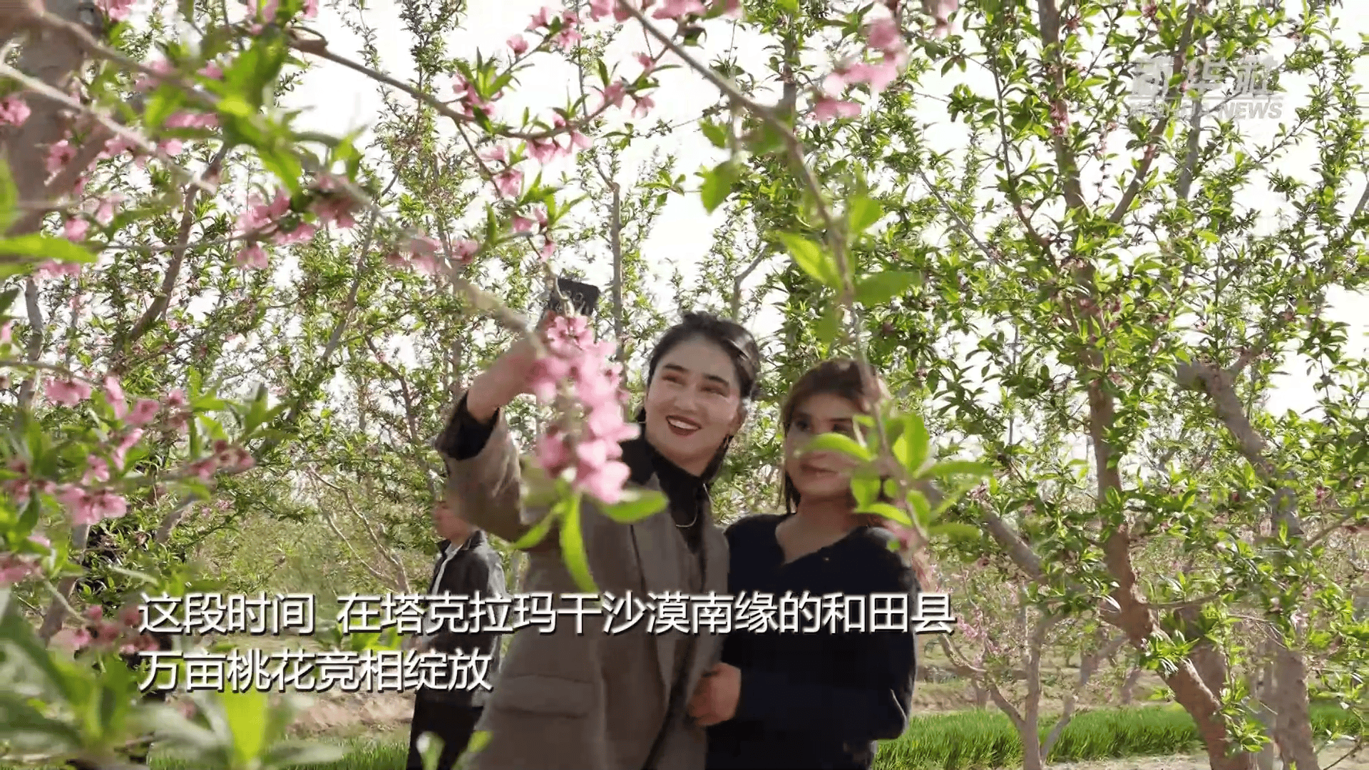 新疆以花為媒 繪旅遊新圖景