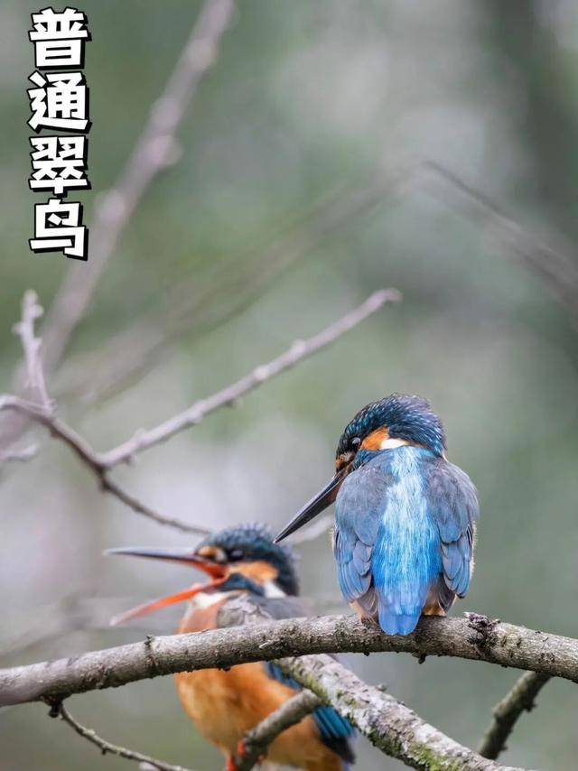 聽，深圳大學生有一群會唱歌的“鄰居”