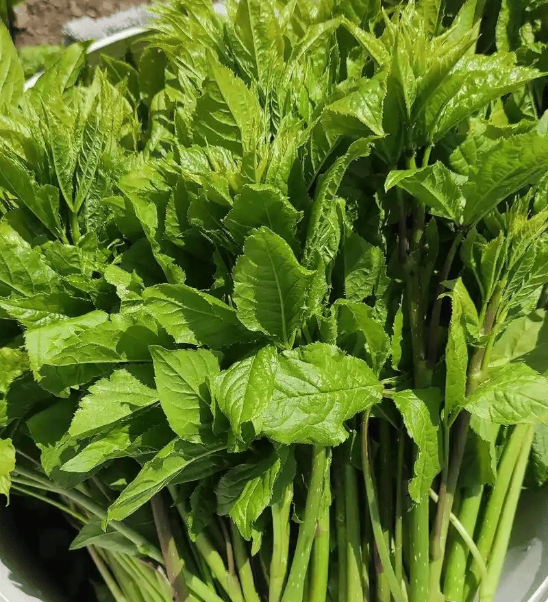 原創春天必吃的 8 種野菜，鮮掉眉毛的春日限定美食，你吃過幾種？