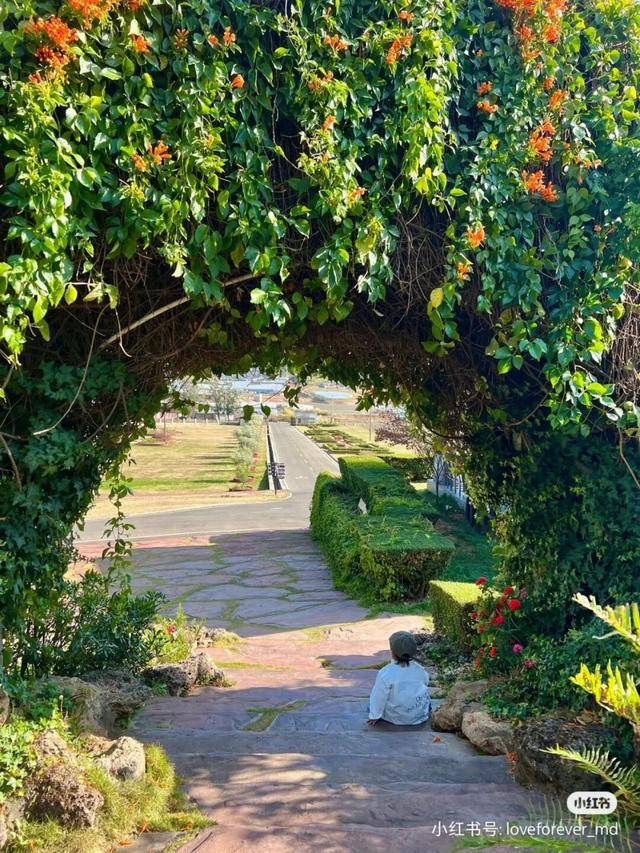 比大理浪漫！比昆明更近！高鐵直達陽光小城，2萬株藍花楹美瘋！觀海登山，美食吃到爽！