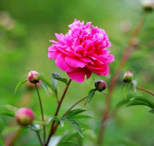 【寫生素材】花中宰相-芍藥花