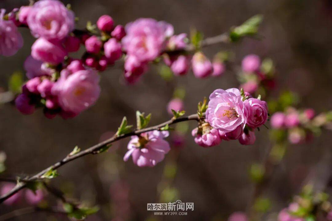 冰城榆葉梅開始綻放｜賞花地圖快收藏→