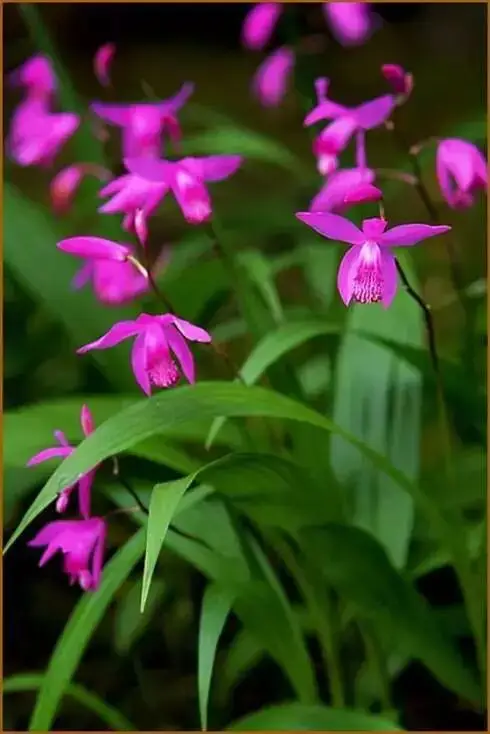 極品蘭花，國畫好素材！